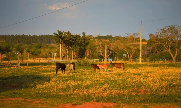 Carreata com 17 carretas marca a chegada de 517 bovinos e anima o setor econômico de Iporã