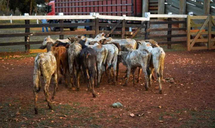 Carreata com 17 carretas marca a chegada de 517 bovinos e anima o setor econômico de Iporã