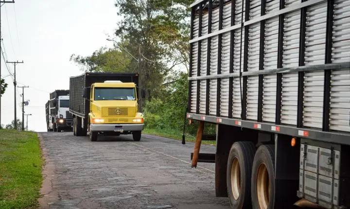 Carreata com 17 carretas marca a chegada de 517 bovinos e anima o setor econômico de Iporã