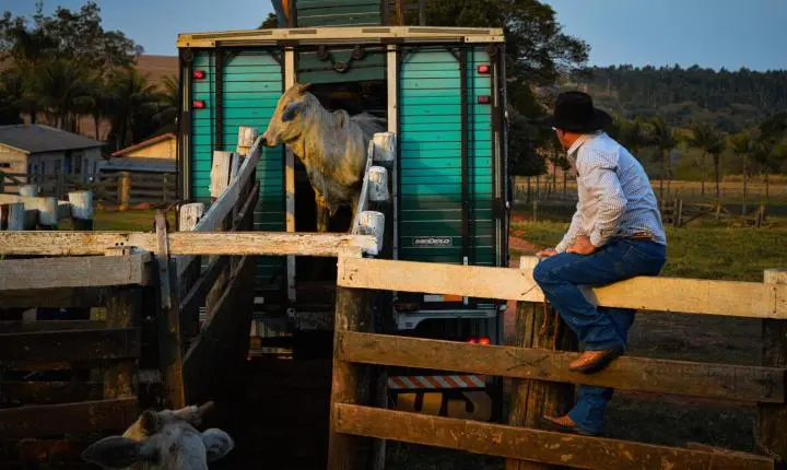 Carreata com 17 carretas marca a chegada de 517 bovinos e anima o setor econômico de Iporã