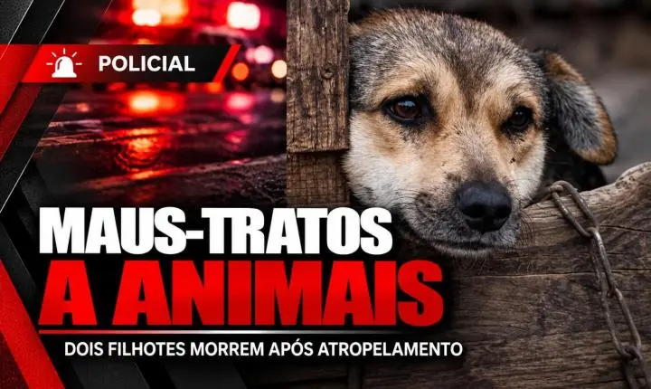 Dois filhotes de cachorro morrem atropelados; suspeita é de que veículo tenha atingido animais intencionalmente