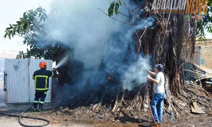 Fogo atinge árvore de grande porte no centro de Iporã e mobiliza Defesa Civil