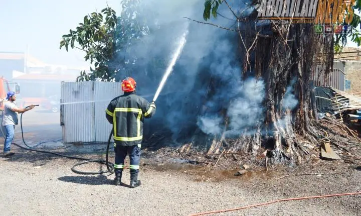 Fogo atinge árvore de grande porte no centro de Iporã e mobiliza Defesa Civil