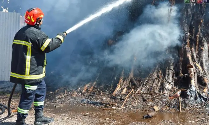Fogo atinge árvore de grande porte no centro de Iporã e mobiliza Defesa Civil