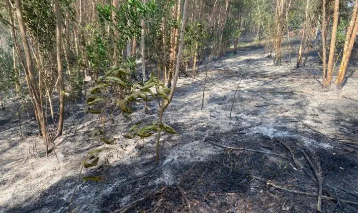 Fogo em lixo sai do controle e provoca incêndio em área de mata próxima a reserva ambiental