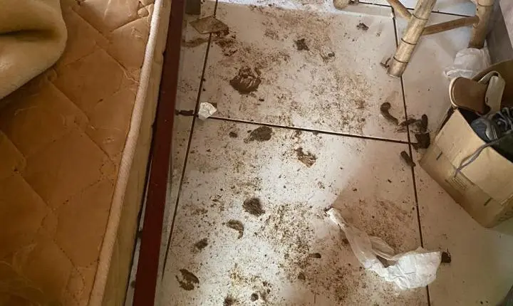 Moradora é encaminhada à delegacia após animais serem encontrados em condições precárias dentro de residência