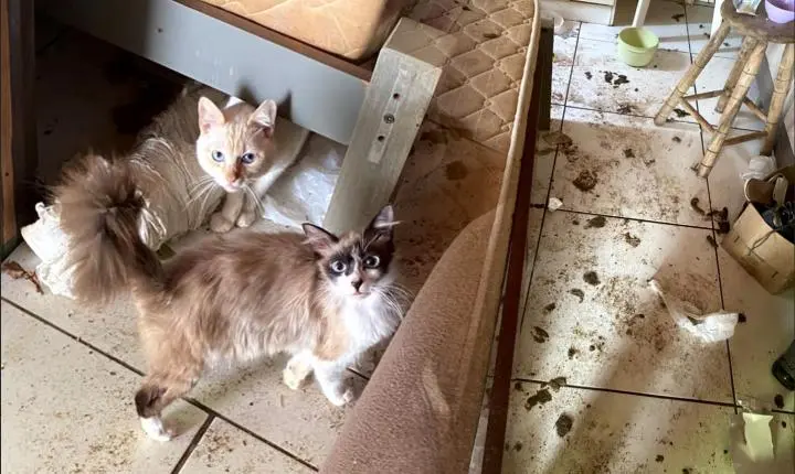 Moradora é encaminhada à delegacia após animais serem encontrados em condições precárias dentro de residência