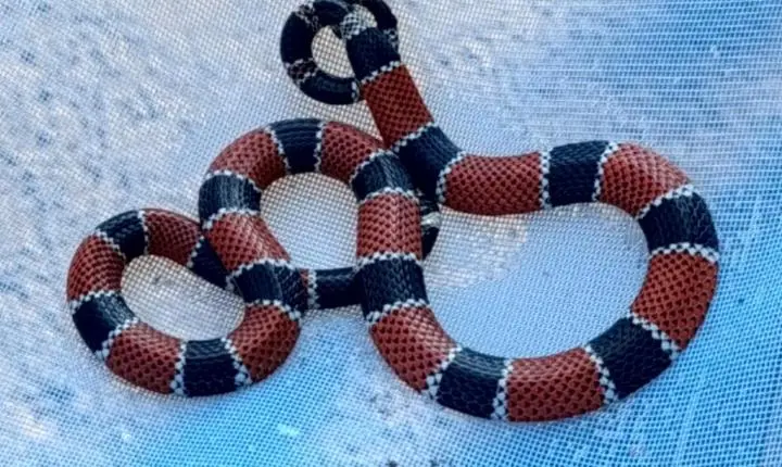 Moradora leva susto ao encontrar cobra-coral verdadeira dentro de residência