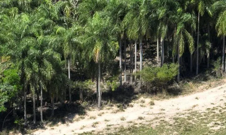Polícia Ambiental embarga fazenda onde foram achados os corpos de cobradores em Icaraíma e aplica multa de R$ 7,5 milhões