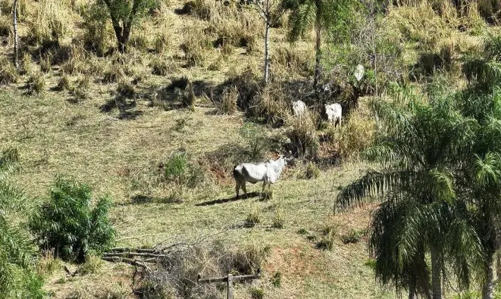 Polícia Ambiental embarga fazenda onde foram achados os corpos de cobradores em Icaraíma e aplica multa de R$ 7,5 milhões