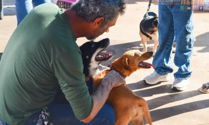 Projeto Castra Mais Paraná II realiza 200 castrações gratuitas e reforça combate ao abandono animal em Iporã