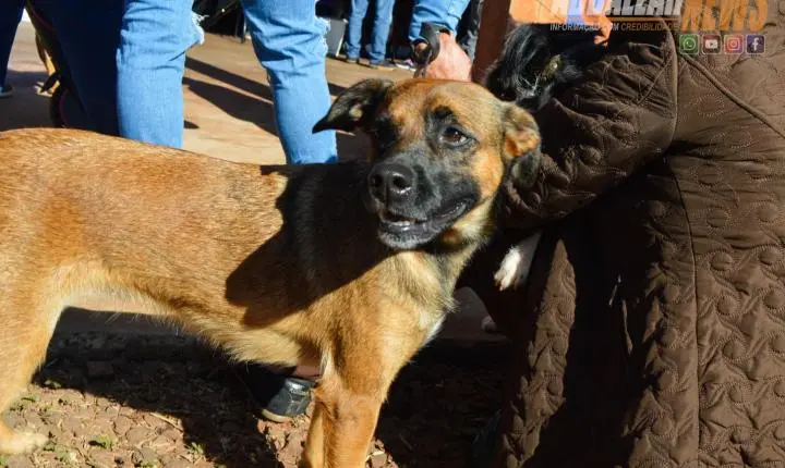 Projeto Castra Mais Paraná II realiza 200 castrações gratuitas e reforça combate ao abandono animal em Iporã