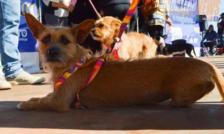 Projeto Castra Mais Paraná II realiza 200 castrações gratuitas e reforça combate ao abandono animal em Iporã