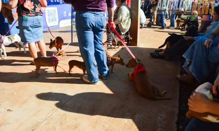 Projeto Castra Mais Paraná II realiza 200 castrações gratuitas e reforça combate ao abandono animal em Iporã