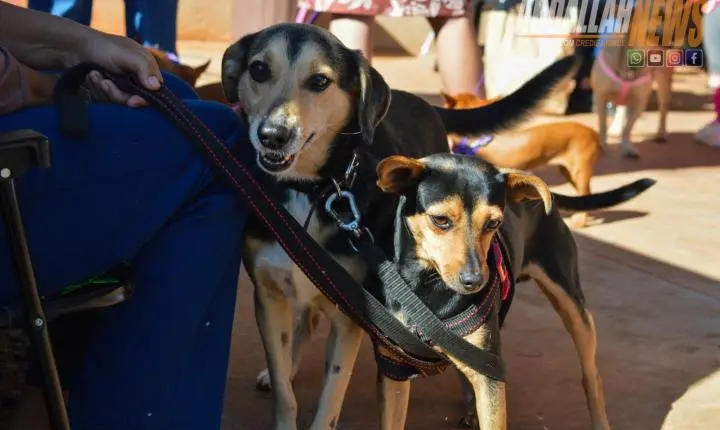 Projeto Castra Mais Paraná II realiza 200 castrações gratuitas e reforça combate ao abandono animal em Iporã
