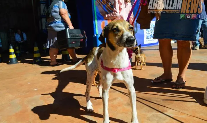 Projeto Castra Mais Paraná II realiza 200 castrações gratuitas e reforça combate ao abandono animal em Iporã
