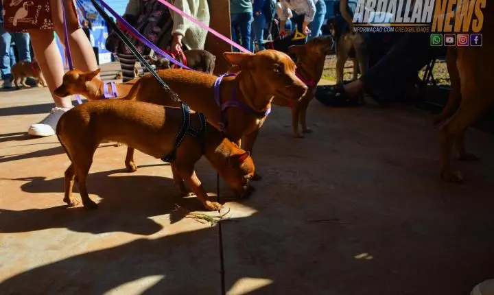 Projeto Castra Mais Paraná II realiza 200 castrações gratuitas e reforça combate ao abandono animal em Iporã