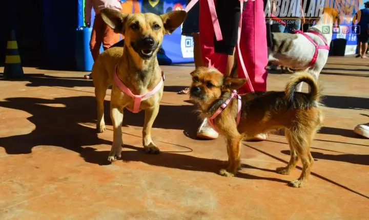 Projeto Castra Mais Paraná II realiza 200 castrações gratuitas e reforça combate ao abandono animal em Iporã