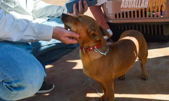 Projeto Castra Mais Paraná II realiza 200 castrações gratuitas e reforça combate ao abandono animal em Iporã
