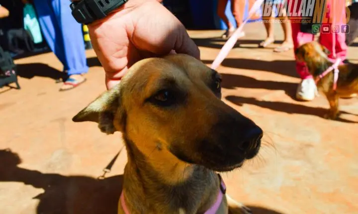 Projeto Castra Mais Paraná II realiza 200 castrações gratuitas e reforça combate ao abandono animal em Iporã