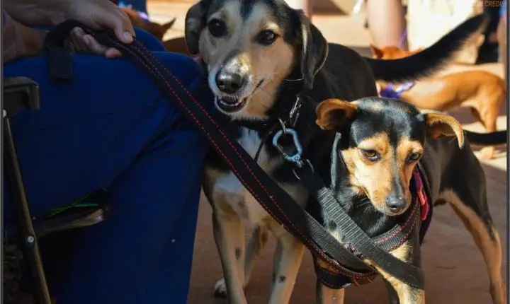Projeto Castra Mais Paraná realiza 200 castrações gratuitas e reforça combate ao abandono animal em Iporã