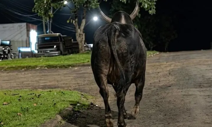 Touro escapa durante festa, invade ruas e mata idosa de 78 anos no Paraná