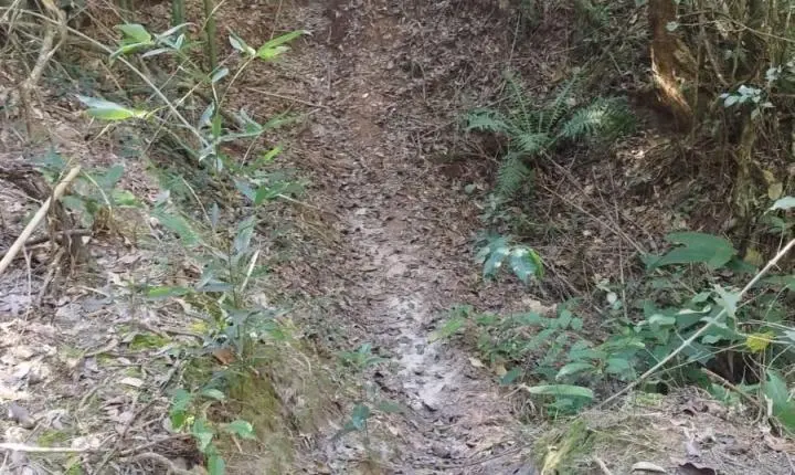 Trilha de motocicletas degrada vegetação nativa e afeta área de preservação permanente